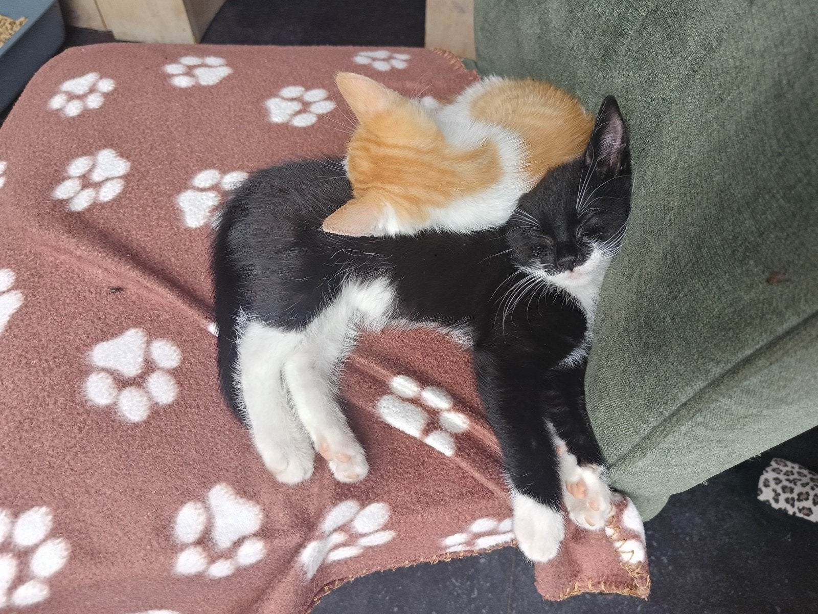 Kittens zwart witte kater en lapjes poes, Dieren en Toebehoren, Meerdere dieren, Kortharig, 0 tot 2 jaar