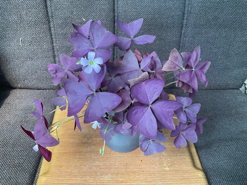 Oxalis triangularis, Ophalen, Overige soorten, Halfschaduw, Minder dan 100 cm