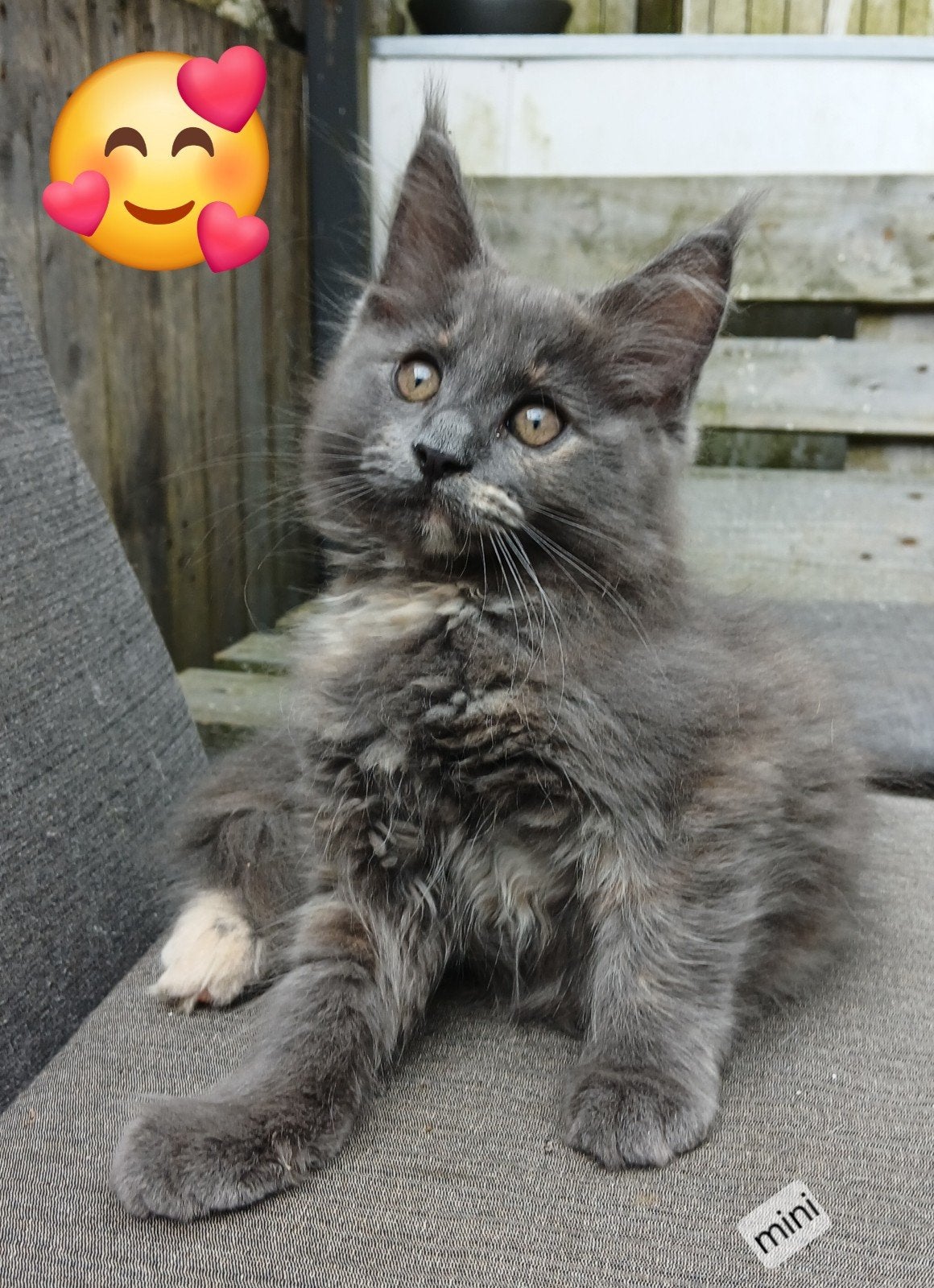 Maine  coon kitten ❤️  mag vanaf heden  verhuizen, Dieren en Toebehoren, Meerdere dieren, Langharig, 0 tot 2 jaar