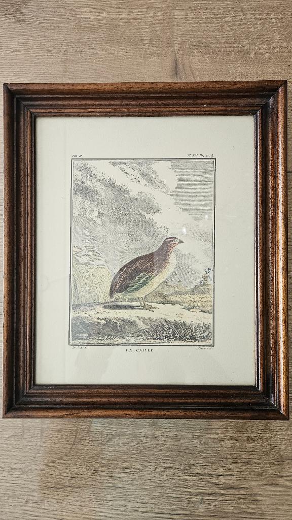 Vintage Print 'La Caille' (Kwartel) -Buffon- Klassieke Lijst, Antiek en Kunst, Kunst | Etsen en Gravures, Ingelijst, 1950 - 1999