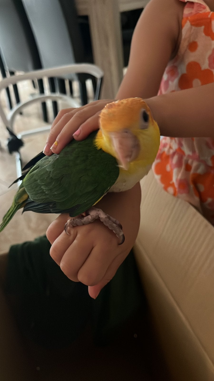 Handtamme caiques, Meerdere dieren, Papegaai, Pratend