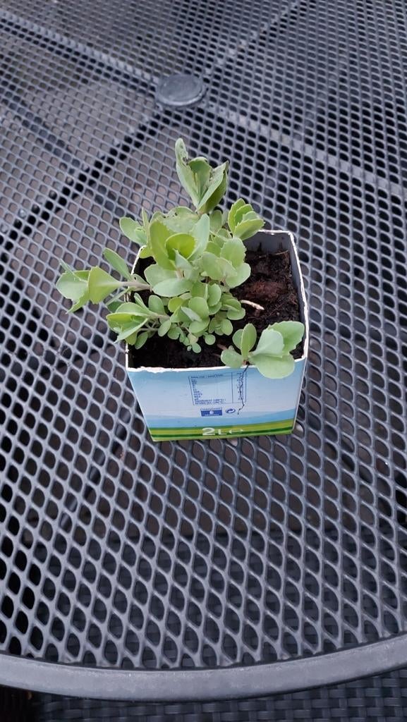 Biologische Sedum, Ophalen, Volle zon