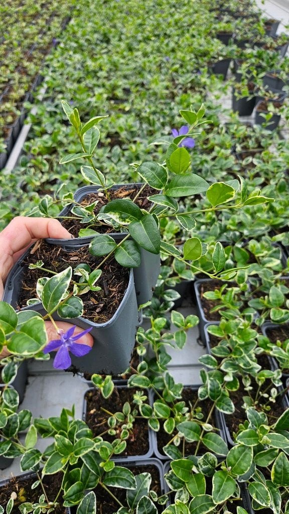 Vinca Minor Ralph Shugert - Maagdenpalm - witbont - bloemen, Bodembedekkers, Volle zon, Vaste plant, Ophalen of Verzenden