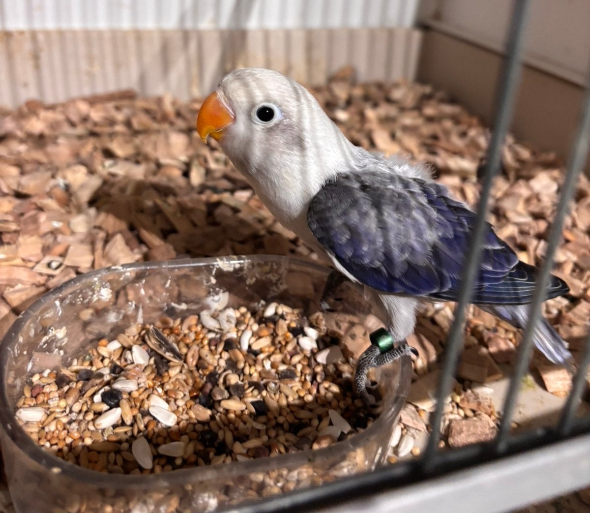 Mooie baby Agapornis Fischeri, Dieren en Toebehoren, Vogels | Parkieten en Papegaaien, Geslacht onbekend, Dwergpapegaai of Agapornis
