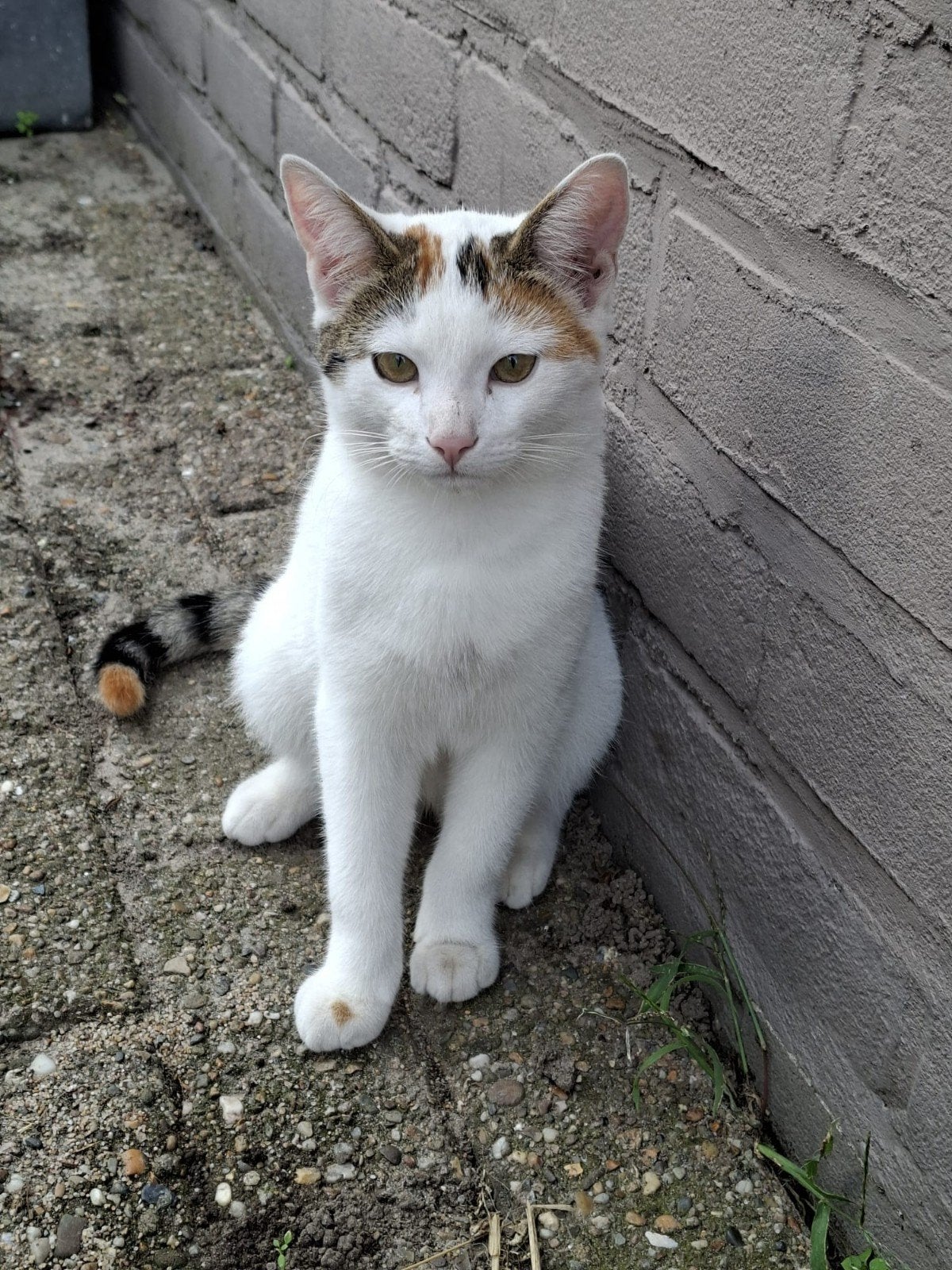 te koop kittens, 5 maanden oud.