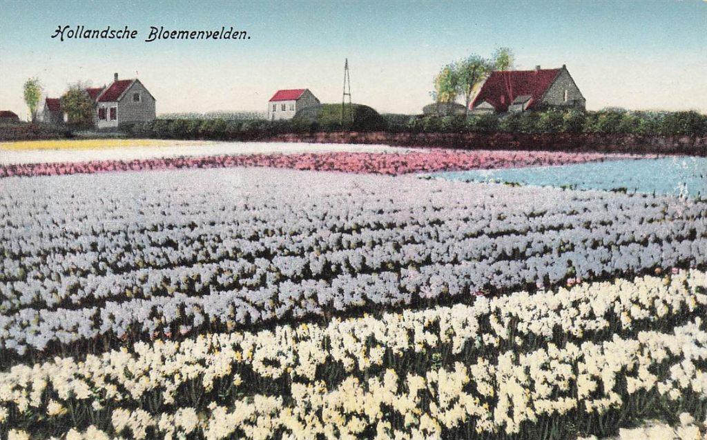 703-483-027 Hollandsche Bloemenvelden, Verzenden, Voor 1920, Noord-Holland