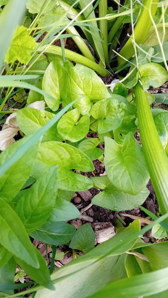 Brave Hendrik (Chenopodium bonus-henricus) - Eetbare plant, Tuin en Terras, Planten | Tuinplanten, Ophalen, Halfschaduw, Zomer