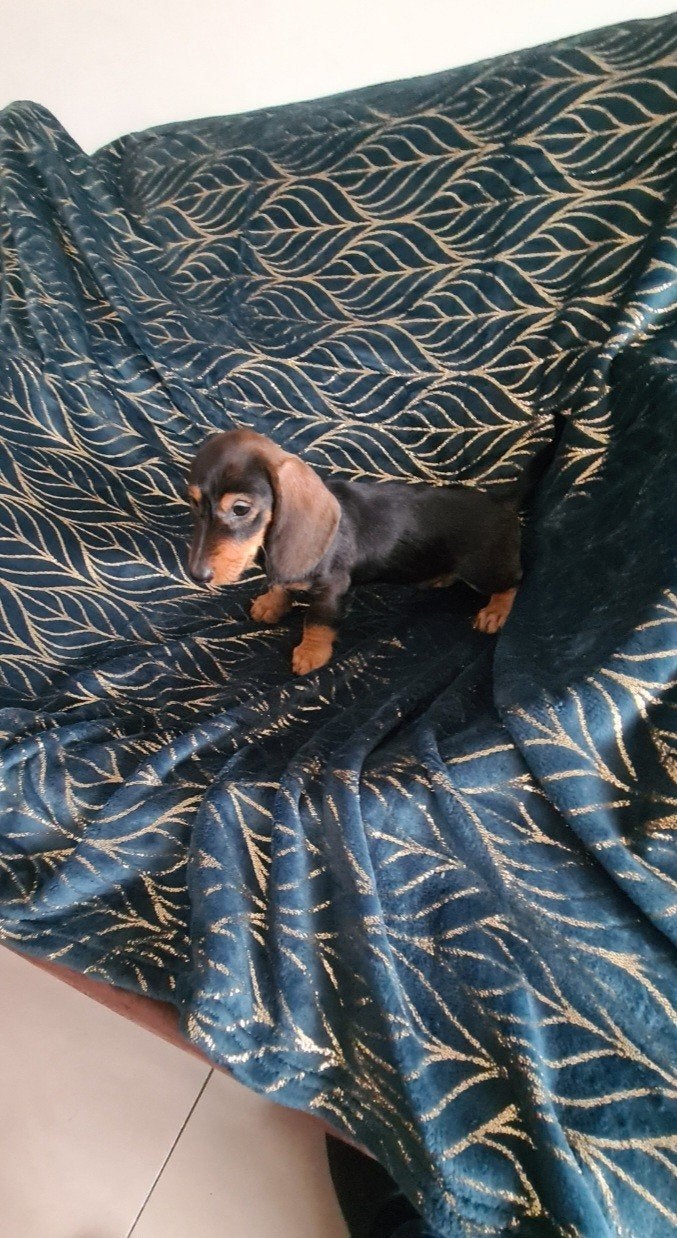 dwergteckel pup, reutje., Parvo, 8 tot 15 weken, Meerdere, Nederland