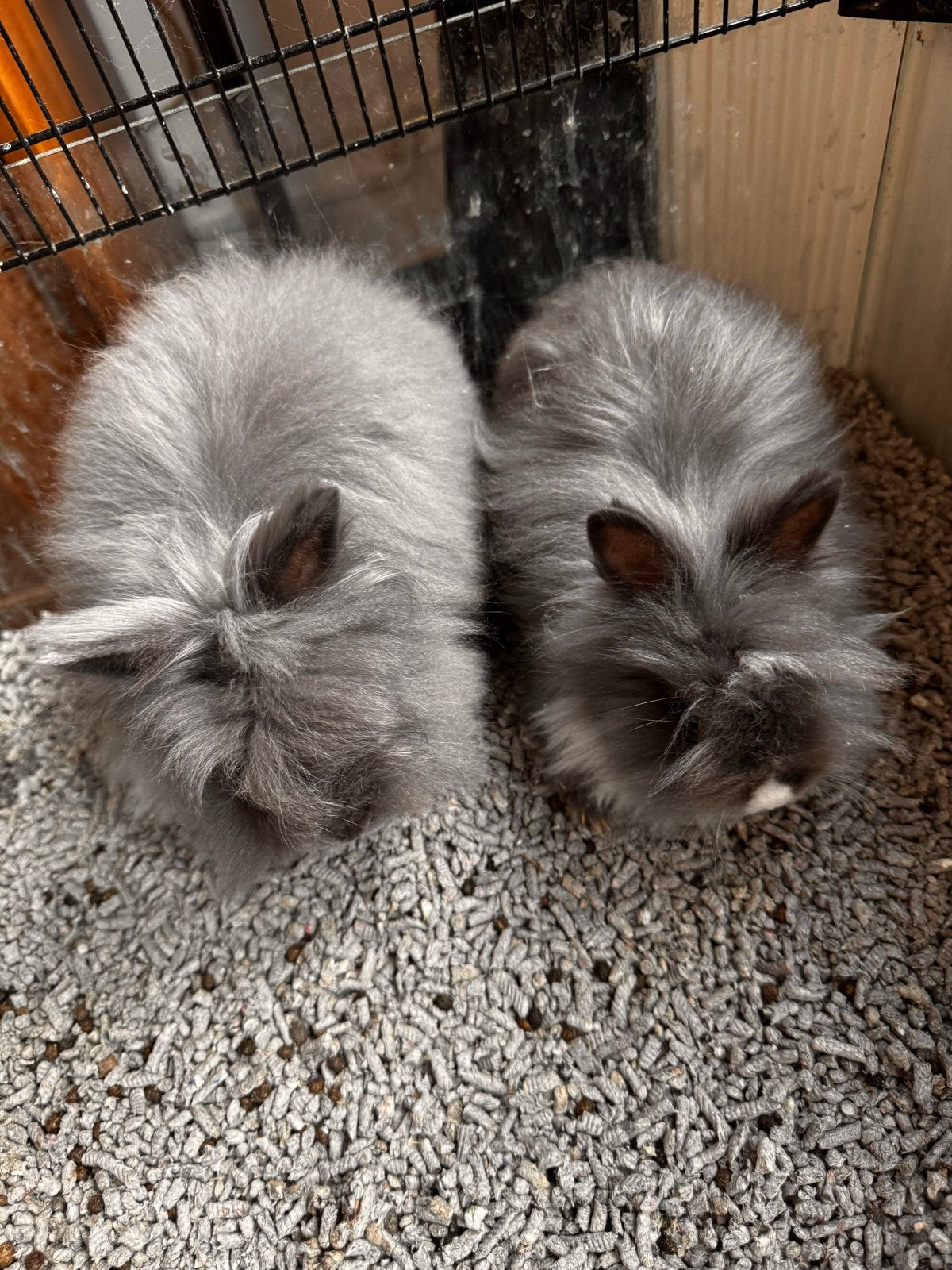 2 lieve teddy konijnen, Dieren en Toebehoren, Konijnen, Meerdere dieren, Middelgroot, 0 tot 2 jaar