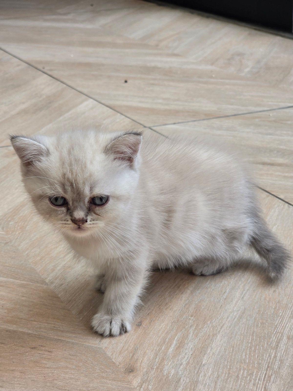 Britse Korthaar x Ragdoll NOG 1 kitten 8 weken, Dieren en Toebehoren, Meerdere dieren, Ontwormd