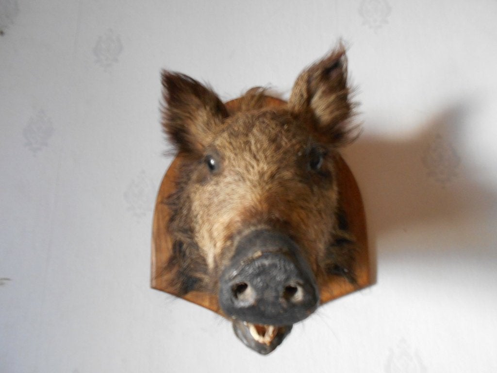 everzwynkop   taxidermie, Ophalen of Verzenden, Gebruikt, Wild dier, Gewei of Kop