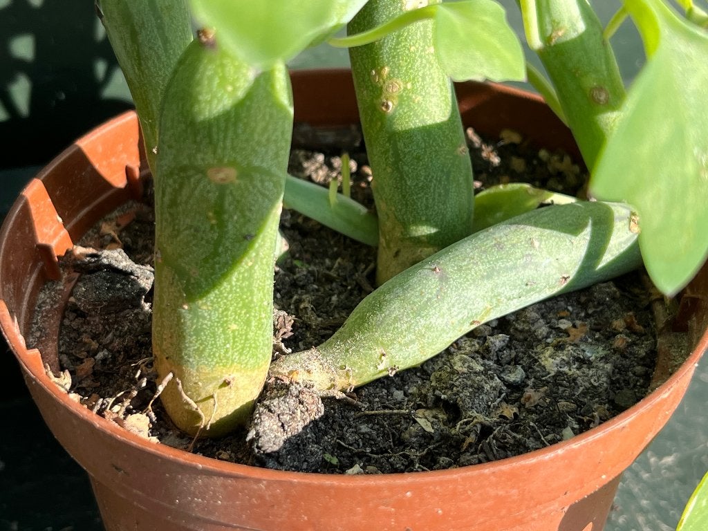 Senecio articulatus of kaarsjesplant, Huis en Inrichting, Ophalen, Vetplant, In pot, Minder dan 100 cm