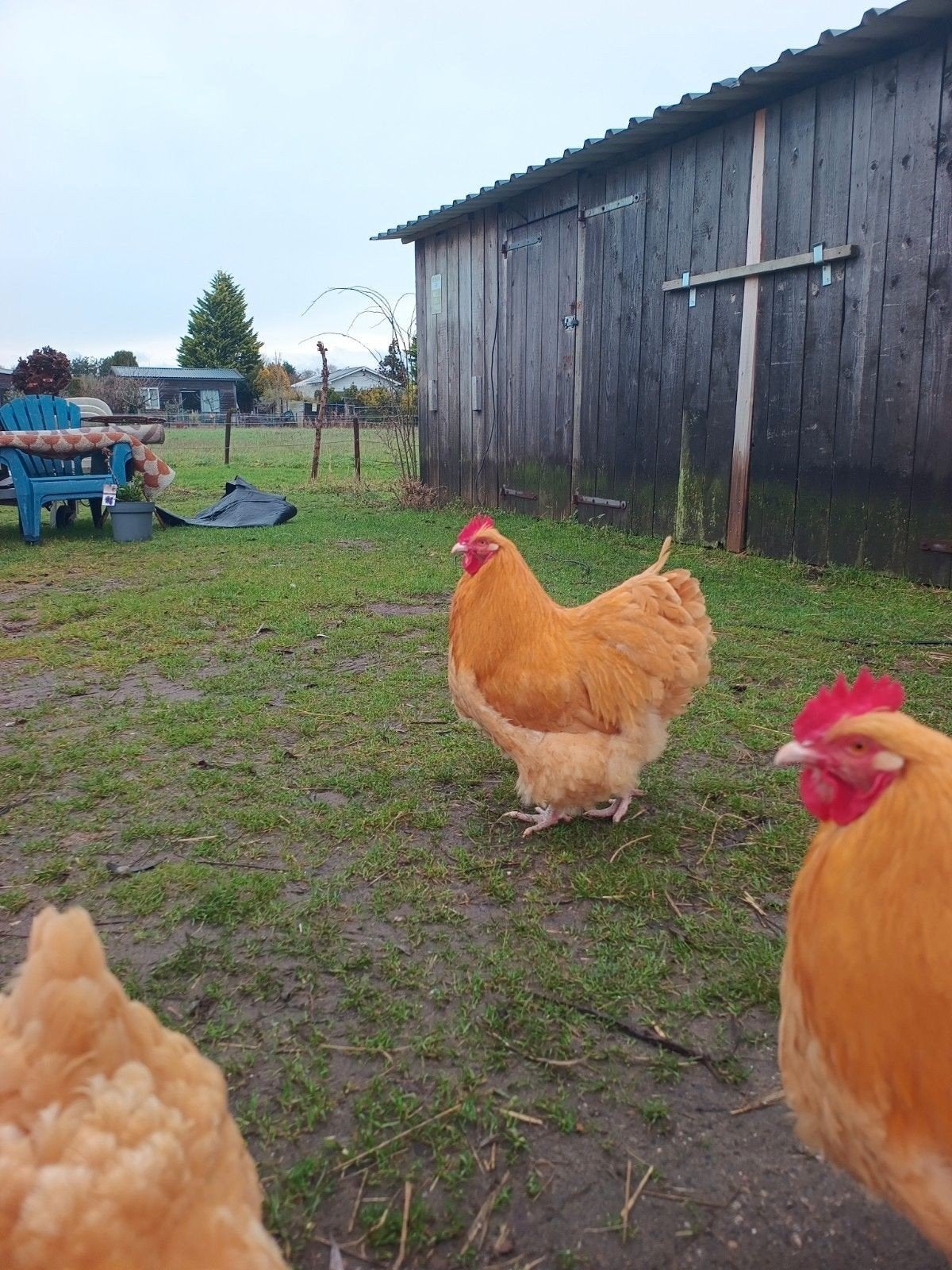 Orpington Buff Groot, Meerdere dieren, Kip