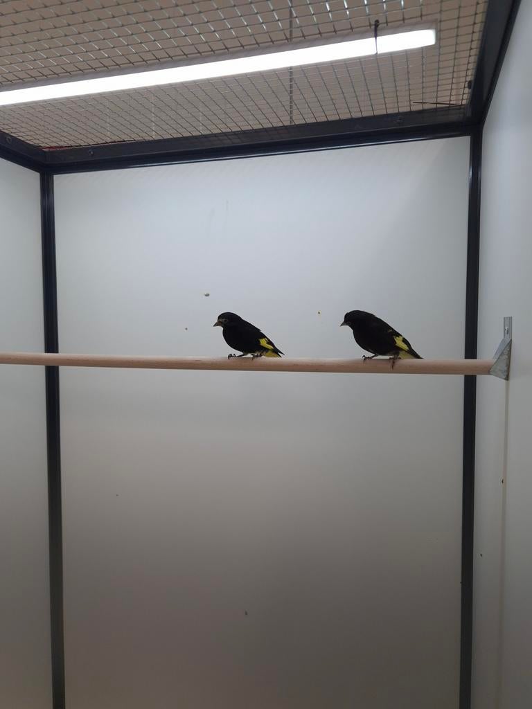 1-1 Zwarte sijs, Meerdere dieren, Tropenvogel, Geringd