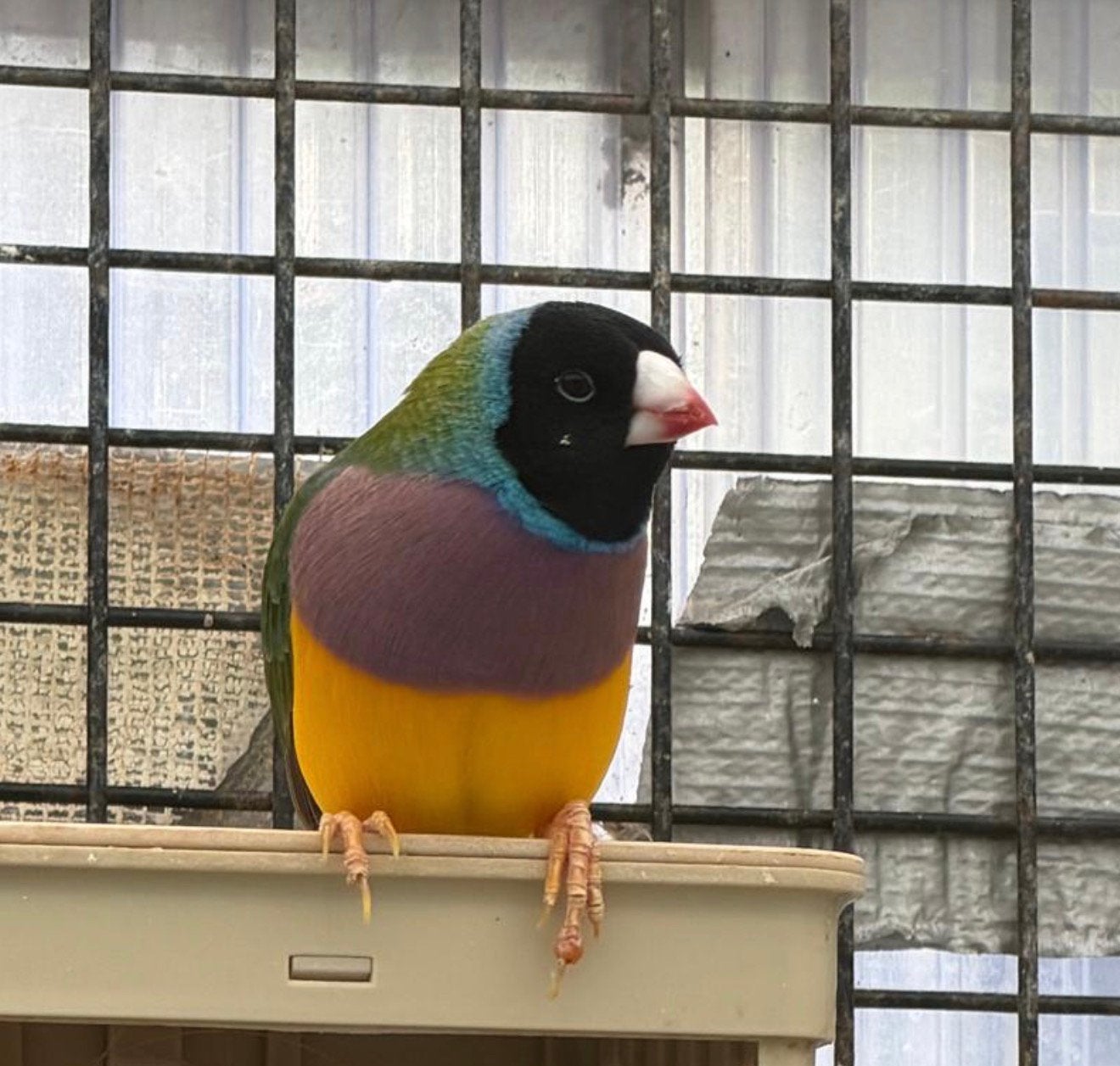 Gouldamadine man, Dieren en Toebehoren, Mannelijk