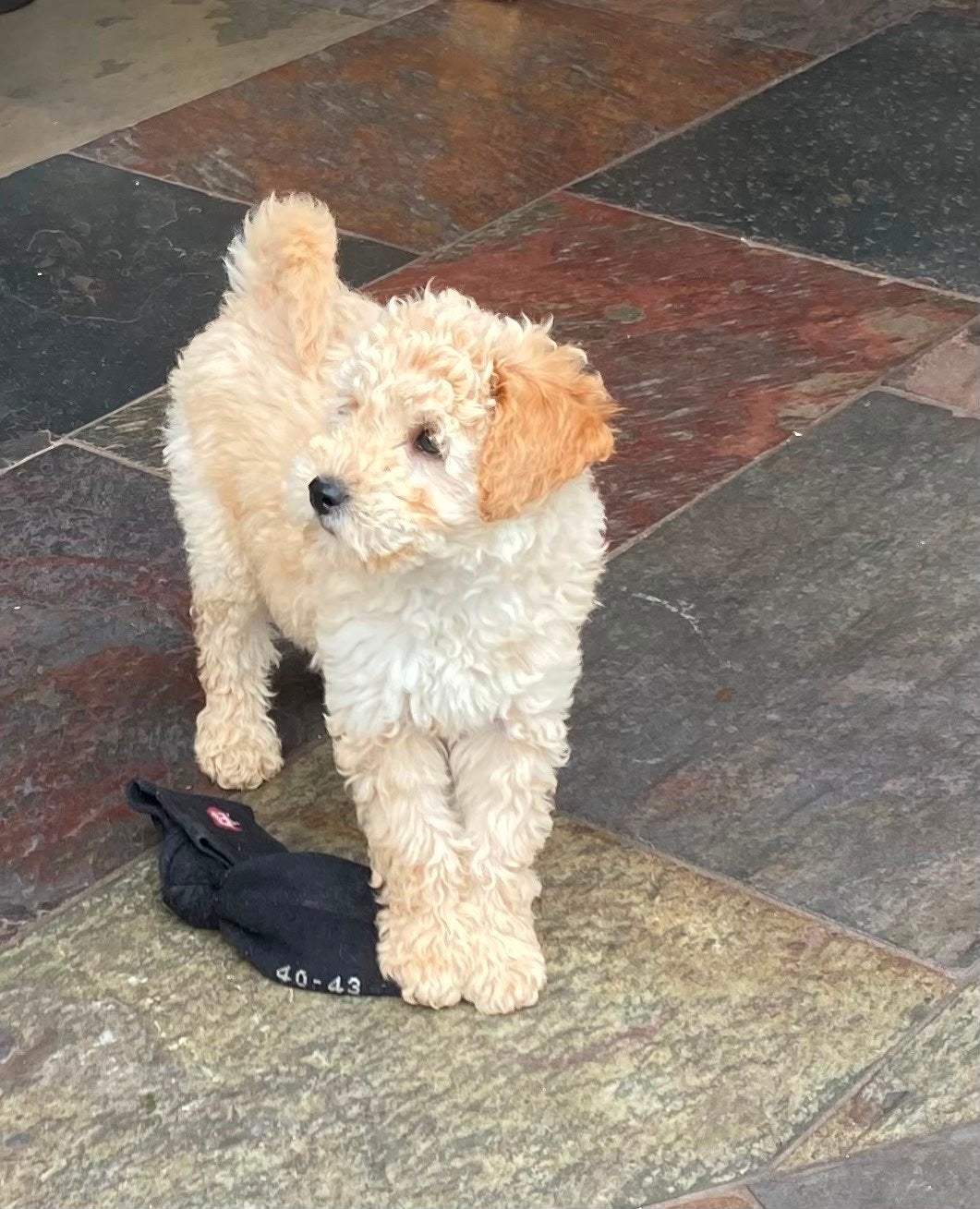 Mini labradoodle reutjes, Parvo, 8 tot 15 weken, Meerdere, Meerdere dieren