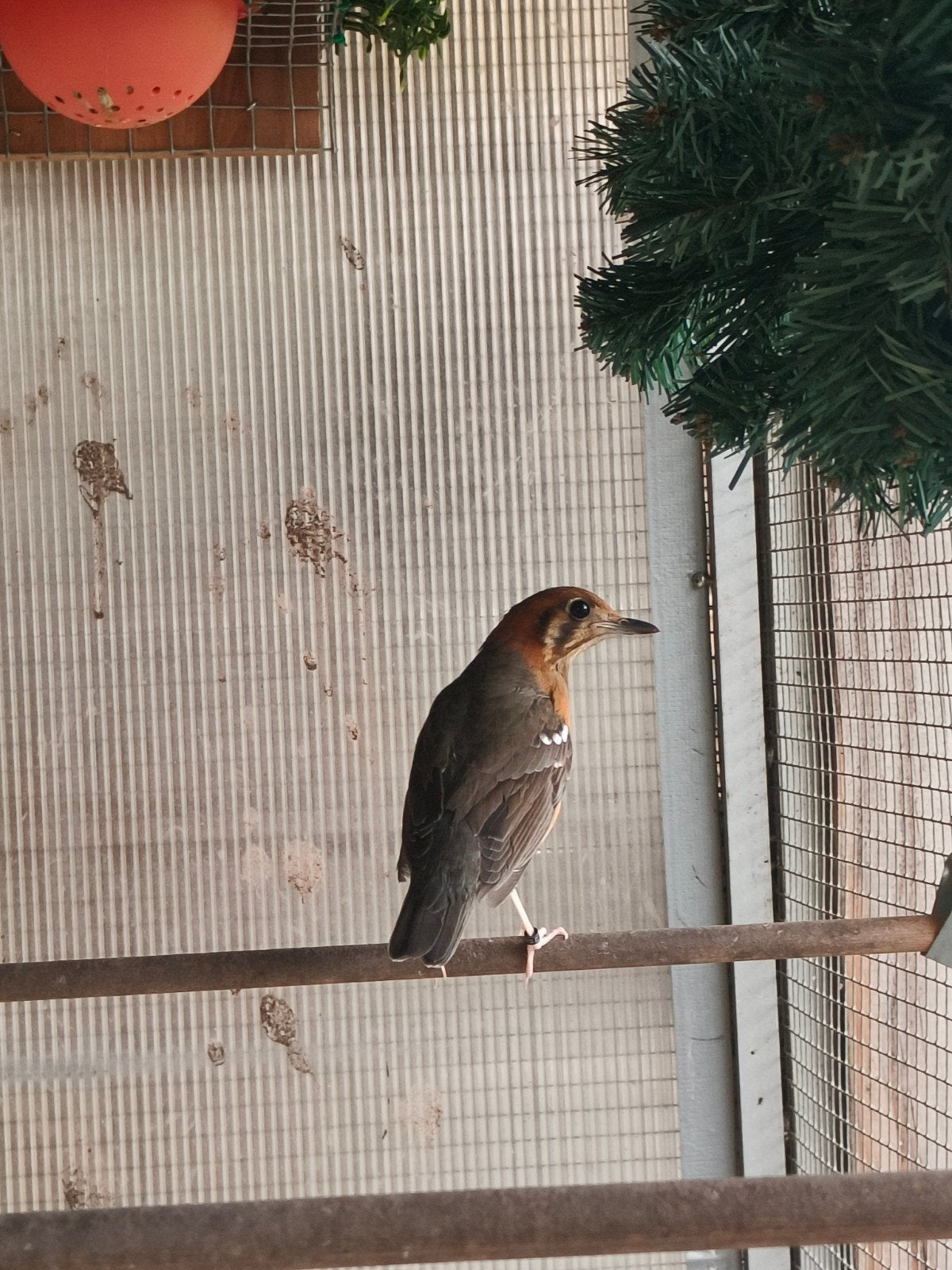 Damalijster pop, Dieren en Toebehoren, Vrouwelijk
