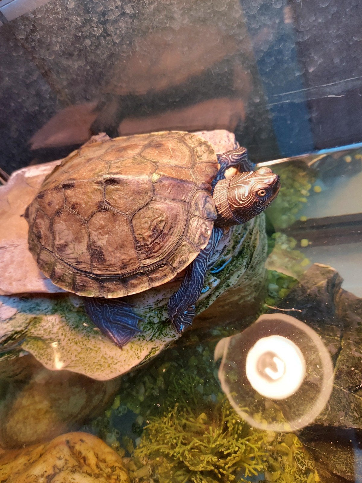 Wij zoeken een nieuw huis voor onze lieve schildpad Harrie Turtle photo 3