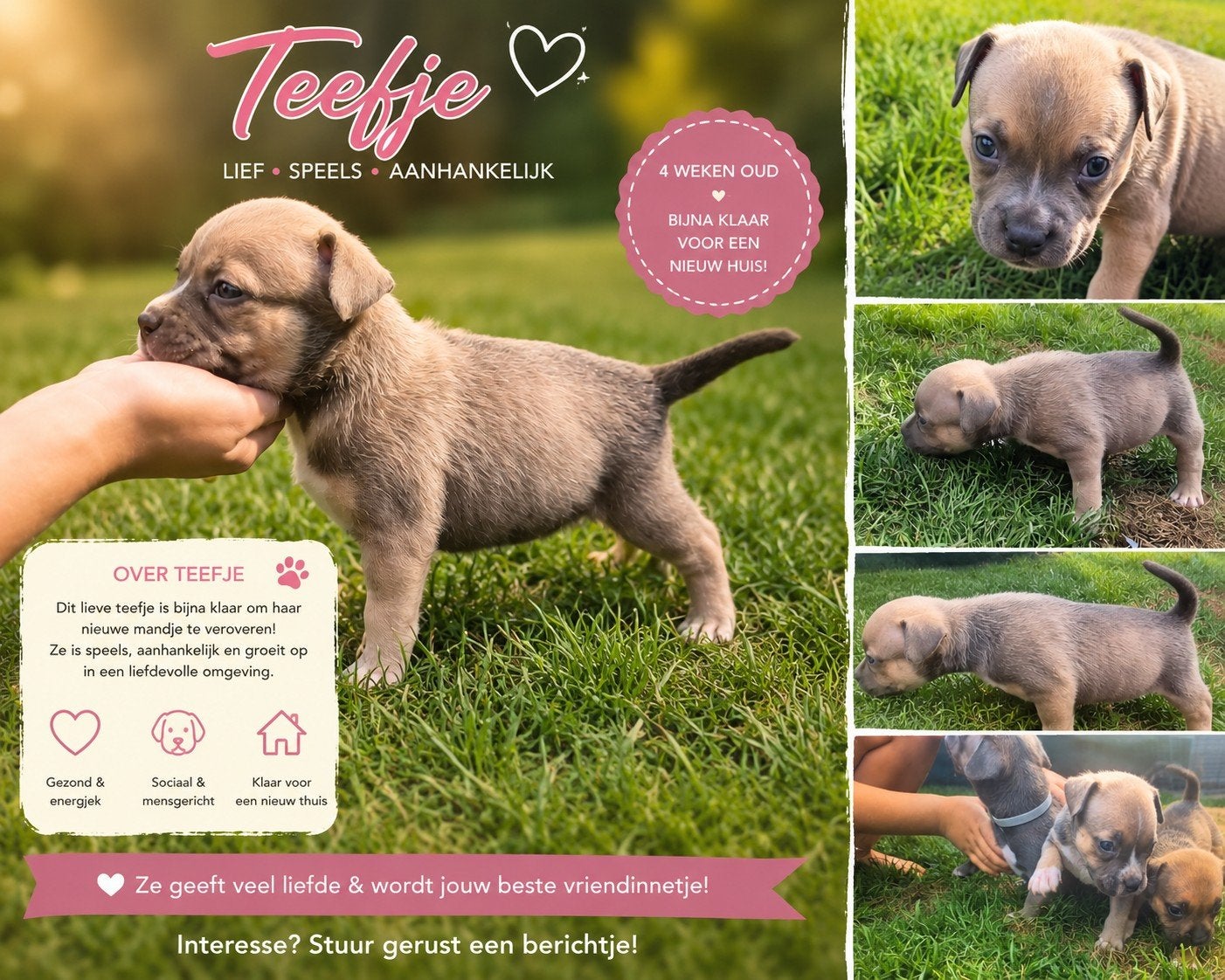 American bully pocket pups, Parvo, Overige rassen, 8 tot 15 weken, Meerdere