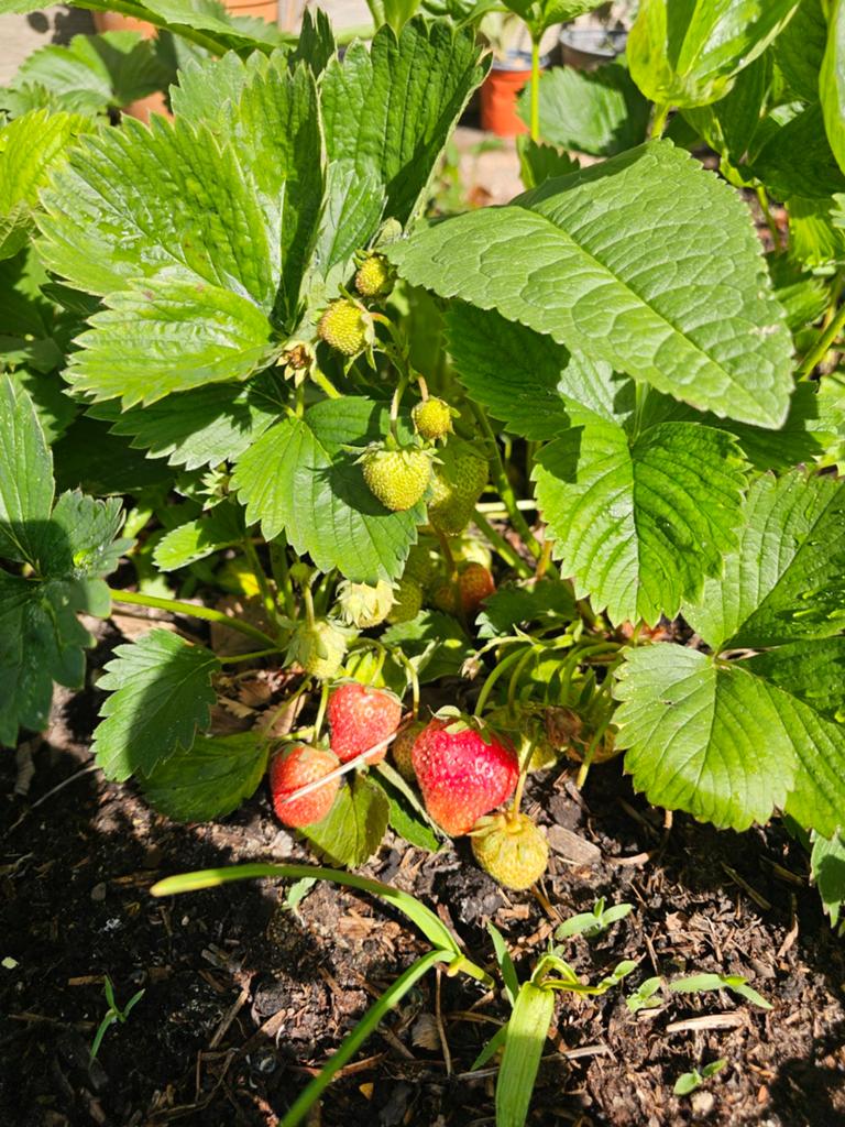 Biologische aardbeienplanten, Ophalen, Minder dan 100 cm, Overige soorten, Lente