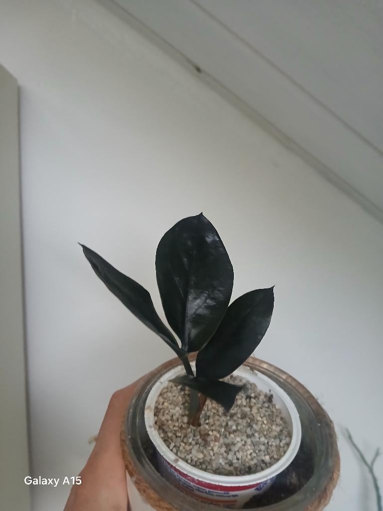 Kamerplant zamiokulkas raven zwart stekje, Ophalen of Verzenden, Halfschaduw, Minder dan 100 cm