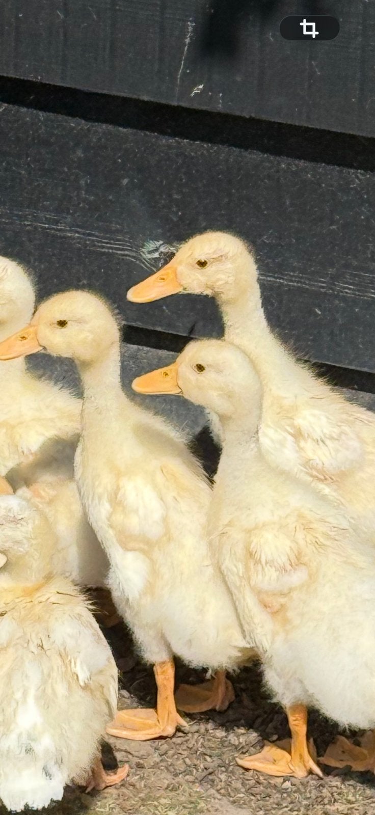 jonge loopeenden, Meerdere dieren