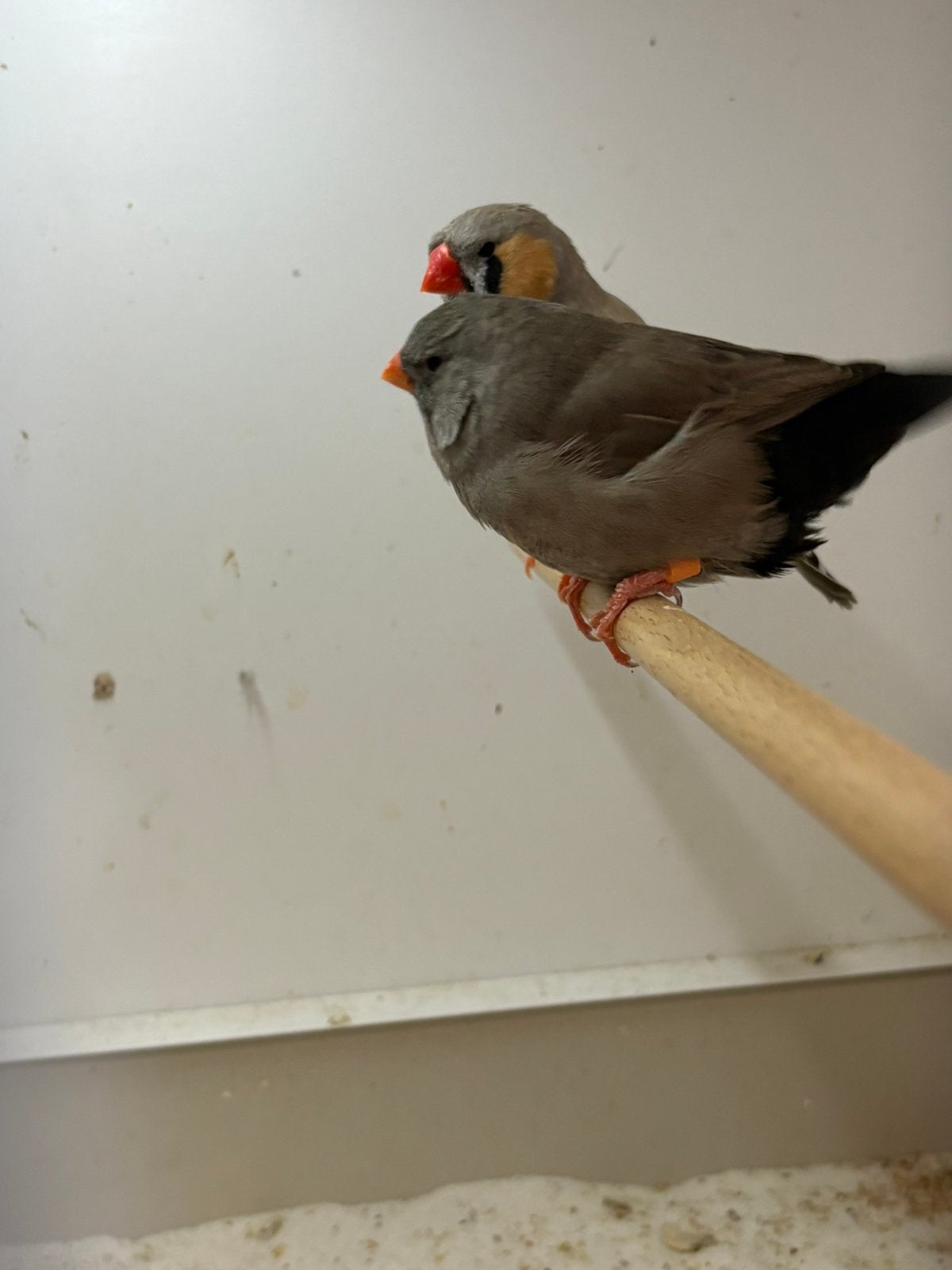 Koppel charcoal x bleekrug, Dieren en Toebehoren, Vogels | Overige Vogels, Meerdere dieren, Geringd