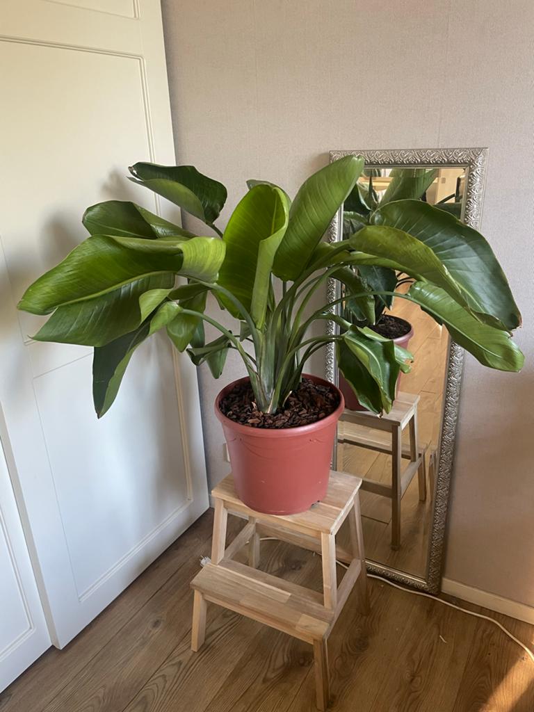 Strelitzia  - 90 cm, Ophalen, Vaste plant, Overige soorten, Volle zon