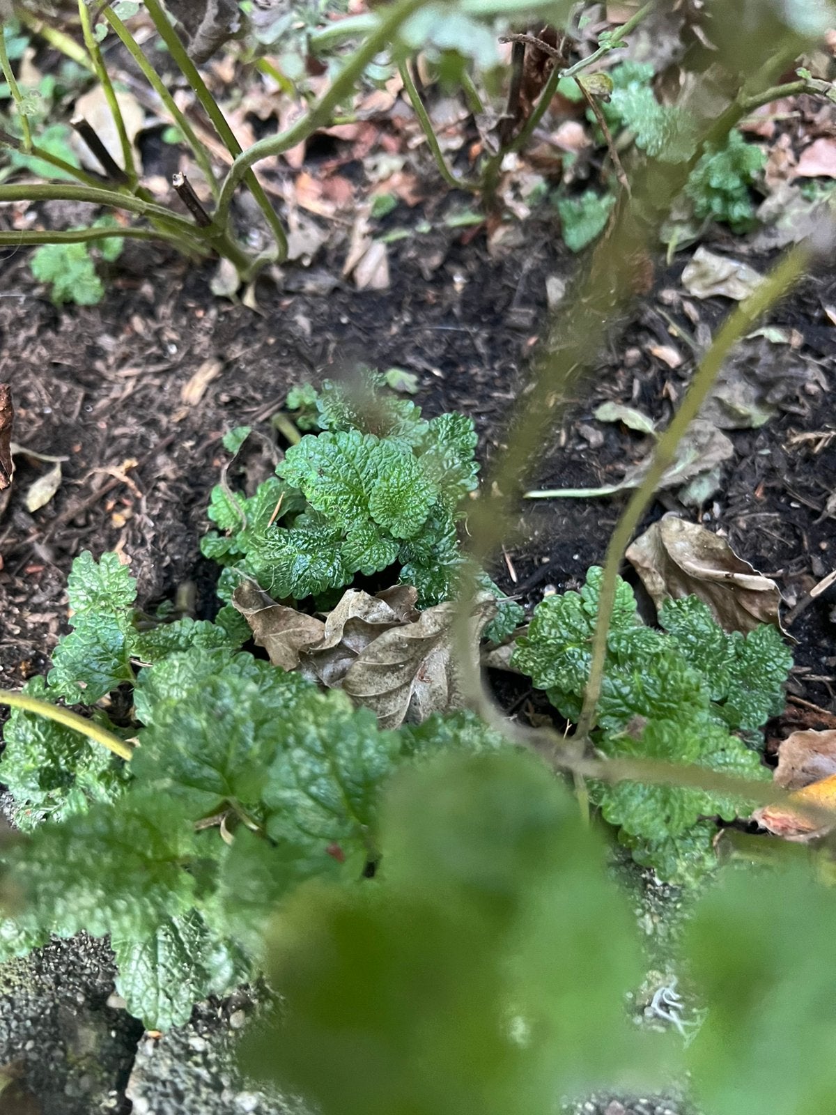 Oregano citroenmelisse thijm bonenkruid bieslook, Ophalen, Vaste plant, Kruiden, Volle zon