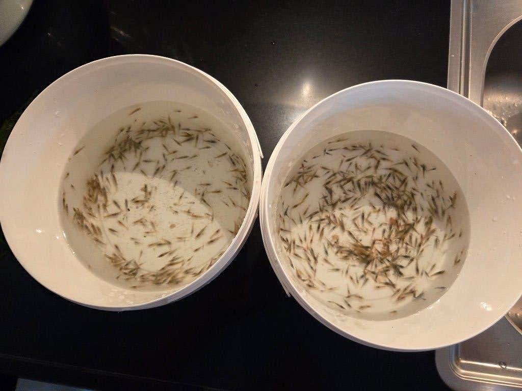 Heel veel garnalen, garnaal, aquarium, neocaridina, Dieren en Toebehoren, Kreeft, Krab of Garnaal, Zoetwatervis