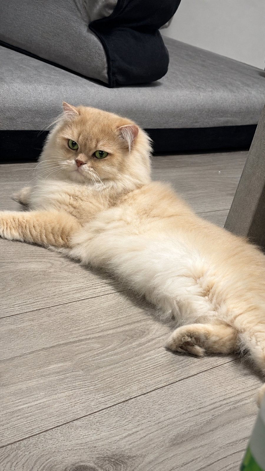 Britse langhaar dekkater Cy12 🤎 met stamboom, Dieren en Toebehoren