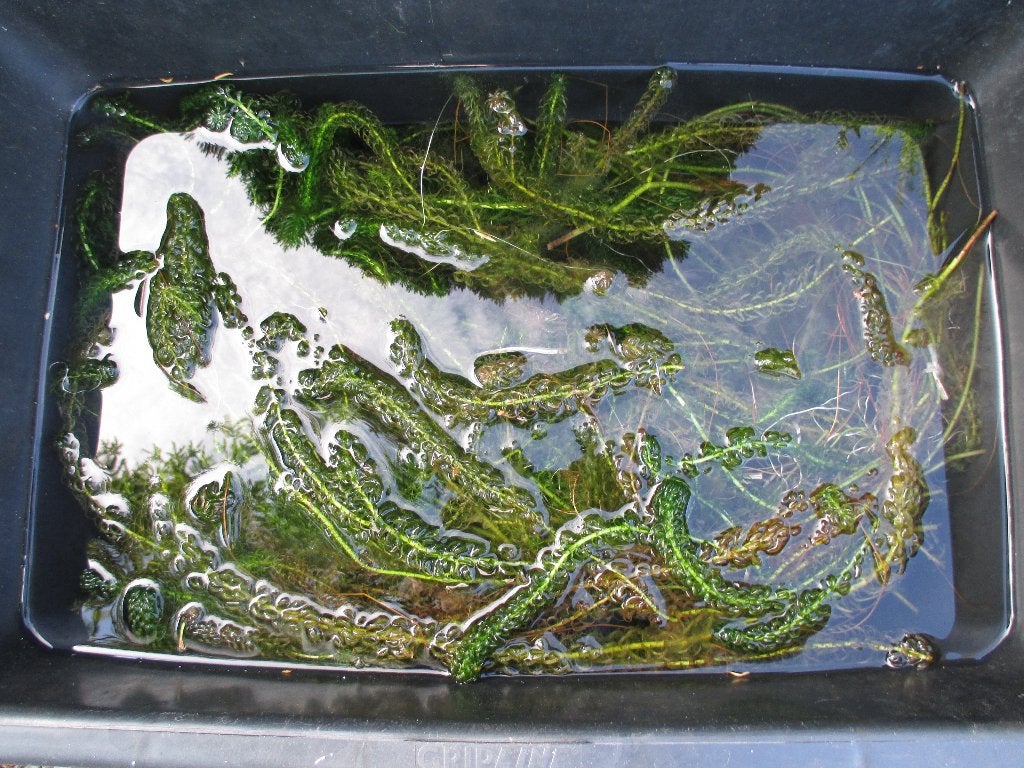 Zuurstofplant waterpest., Ophalen, Gebruikt, Overige typen