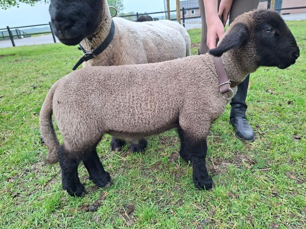Suffolk stamboek ram lammeren nog 3 te koop, Mannelijk, Schaap