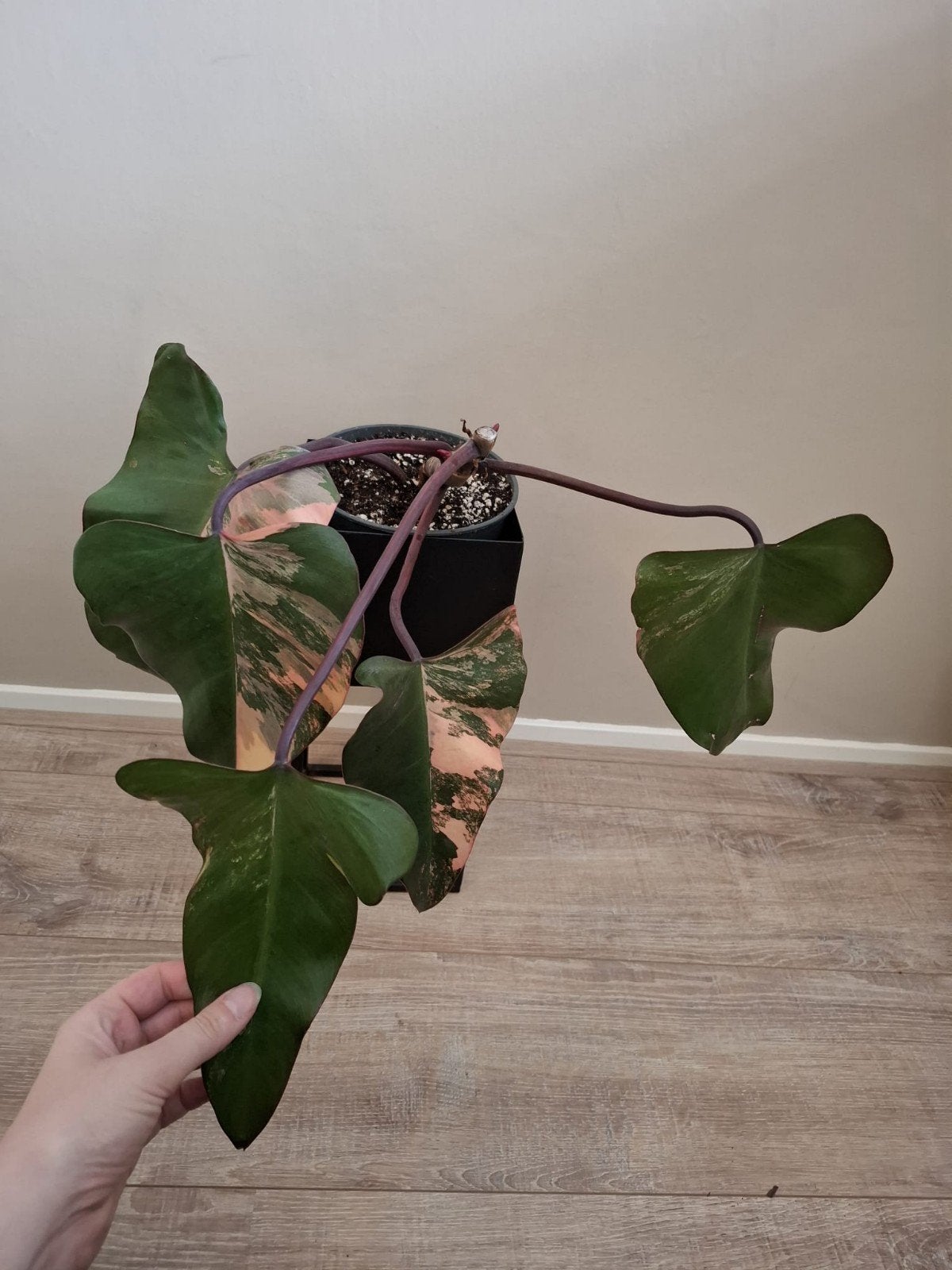 Philodendron Strawberry Shake, Ophalen of Verzenden, Halfschaduw, Minder dan 100 cm