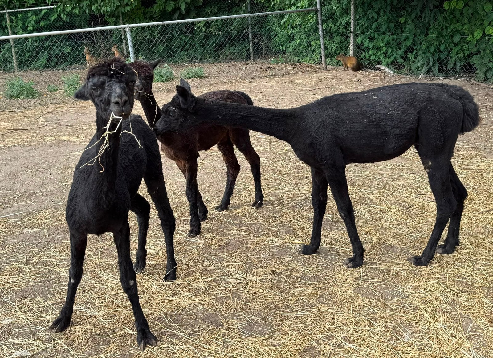 Trio alpacas uit 2025, Dieren en Toebehoren, Juni, Meerdere dieren