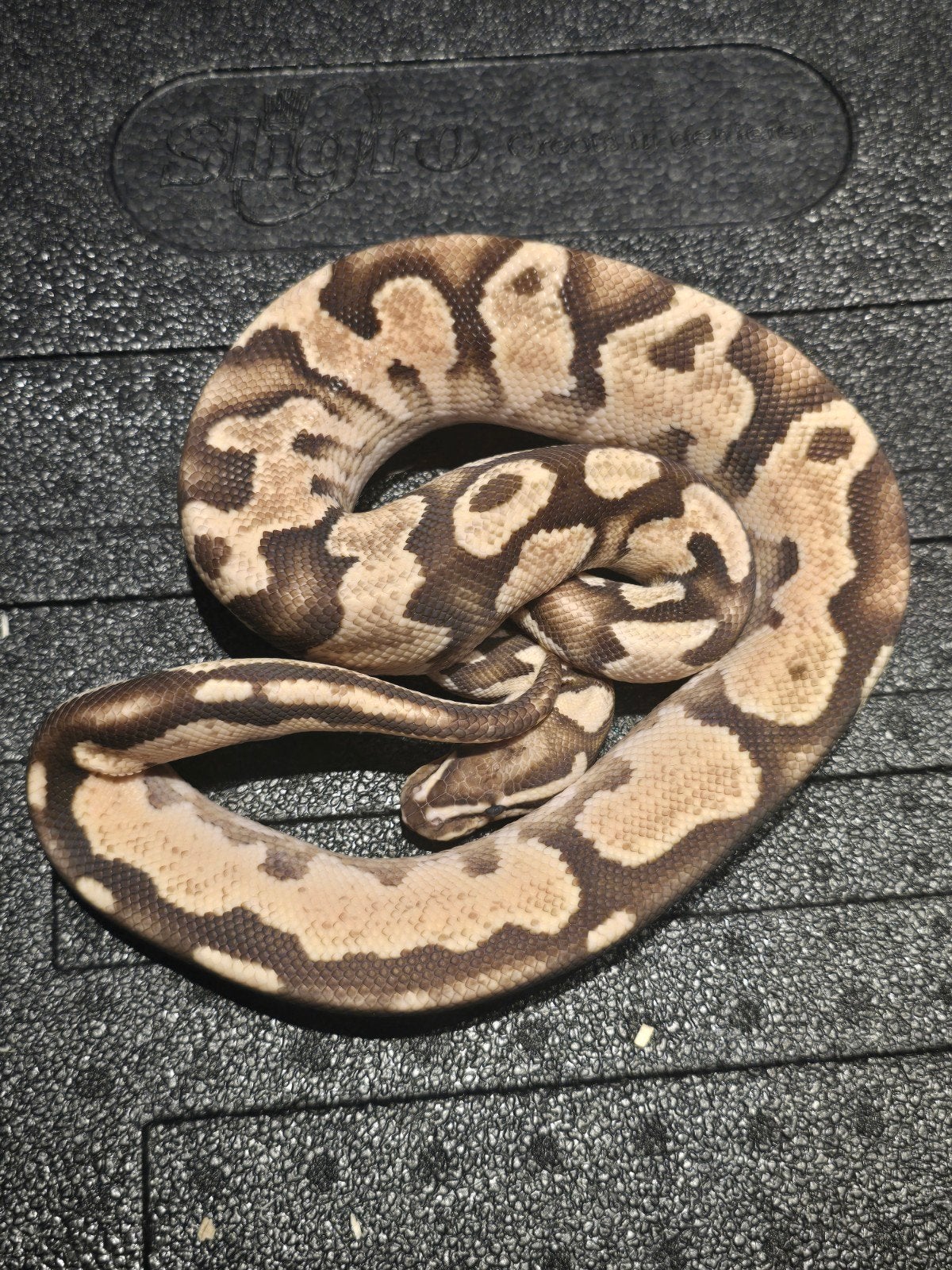 1.0 od yb fire Ball Python - male for sale from martijn