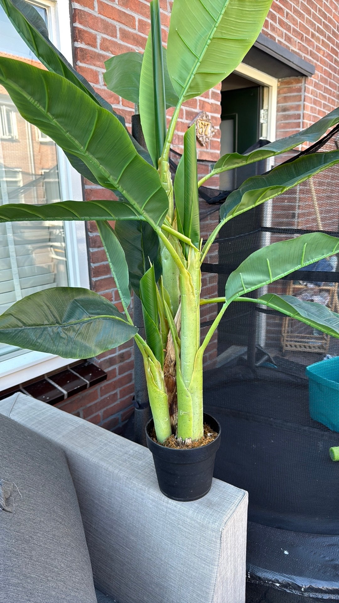 Bananenplant, Ophalen of Verzenden, Overige soorten, Volle zon