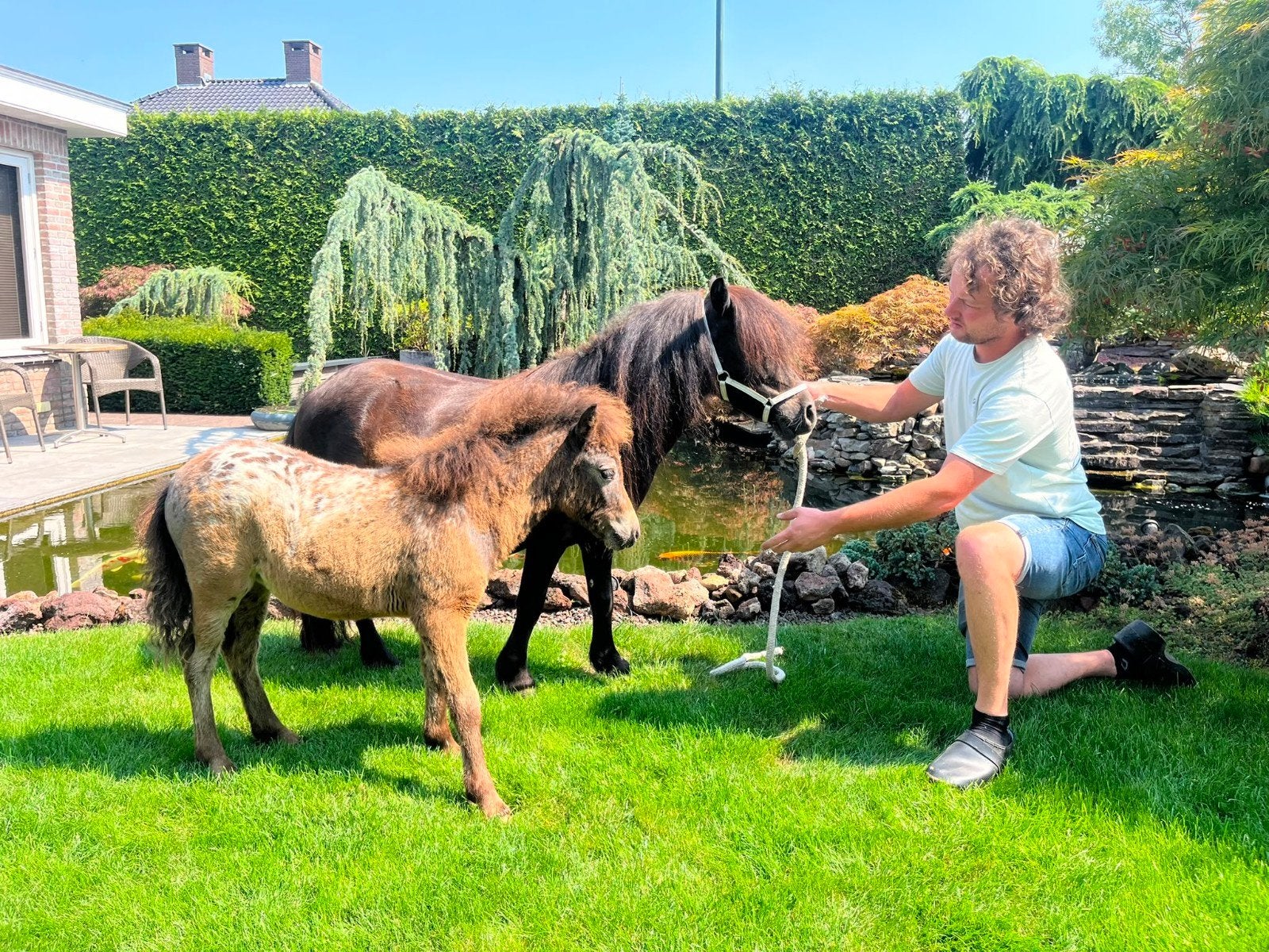 shetland pony merrie met appaloosa merrie veulen, Merrie