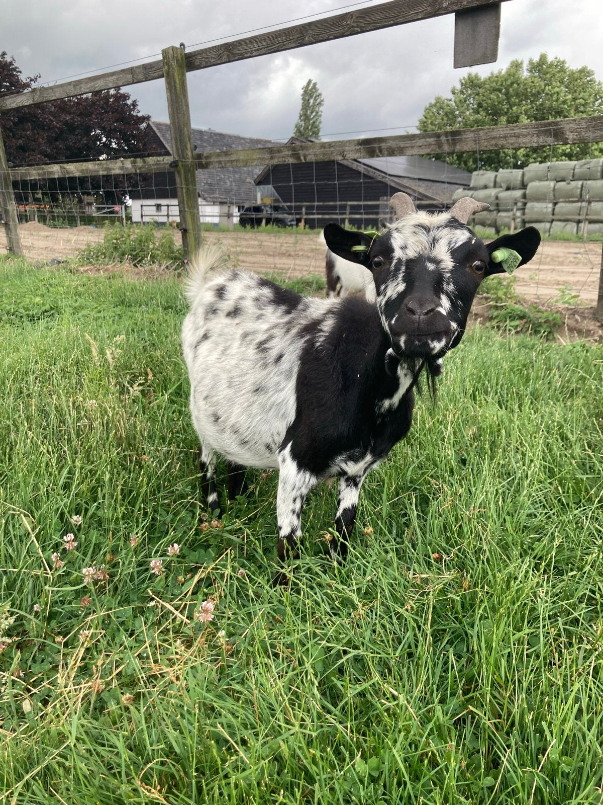 1 zwoegervrije geit te koop, Dieren en Toebehoren, Schapen, Geiten en Varkens, Mannelijk, Geit