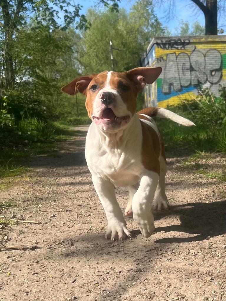 bully XL pups laatste reutje, Parvo, 8 tot 15 weken, Bulldog, Meerdere