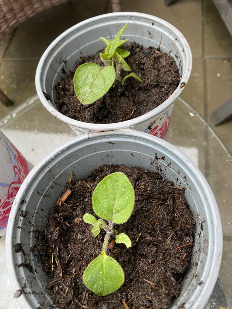 Ananaskers plantjes - Physalis pruinosa, Tuin en Terras, Planten | Tuinplanten, Ophalen, Volle zon, Eenjarig, Zomer