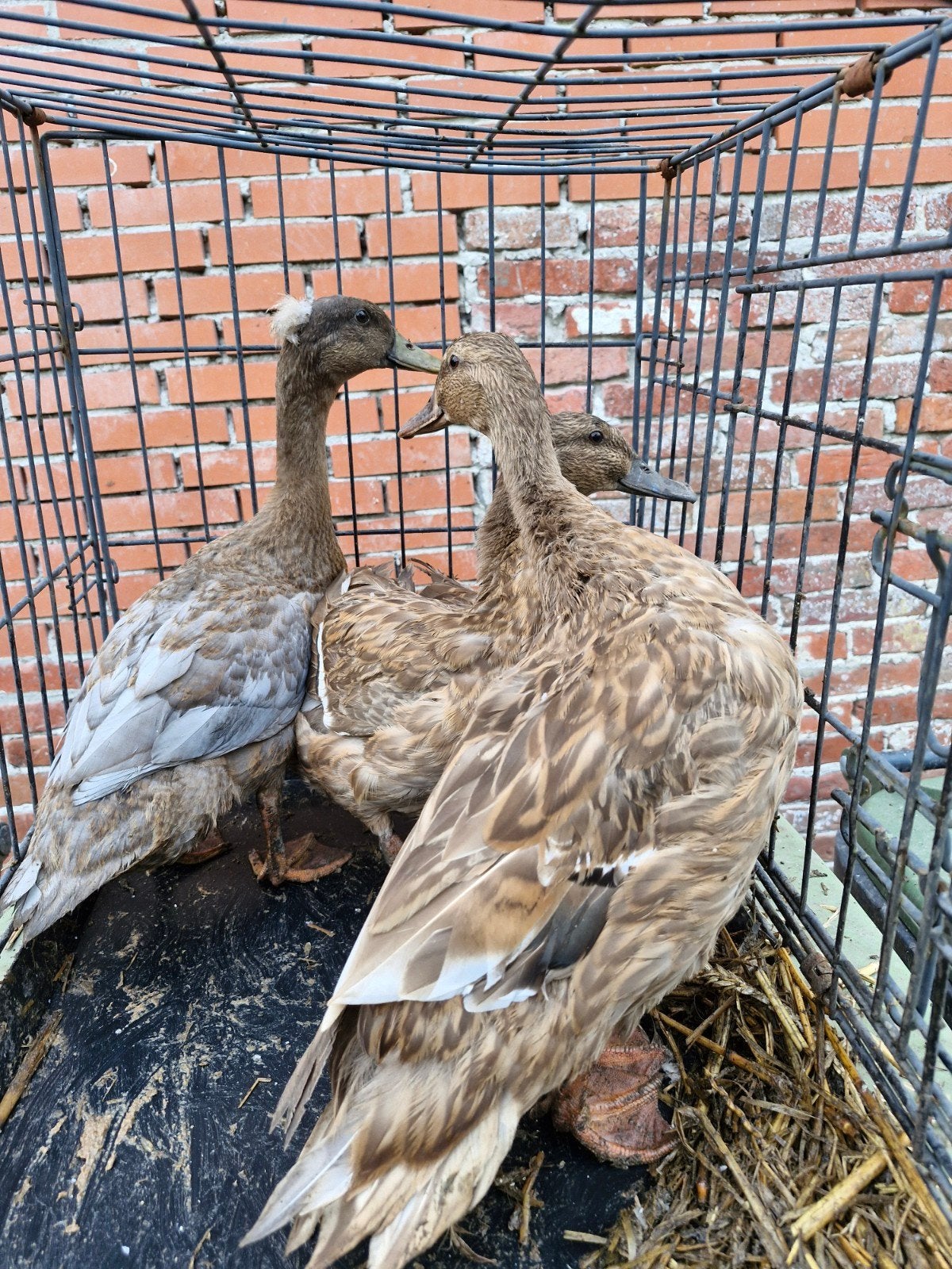 kuifeenden, Meerdere dieren, Eend