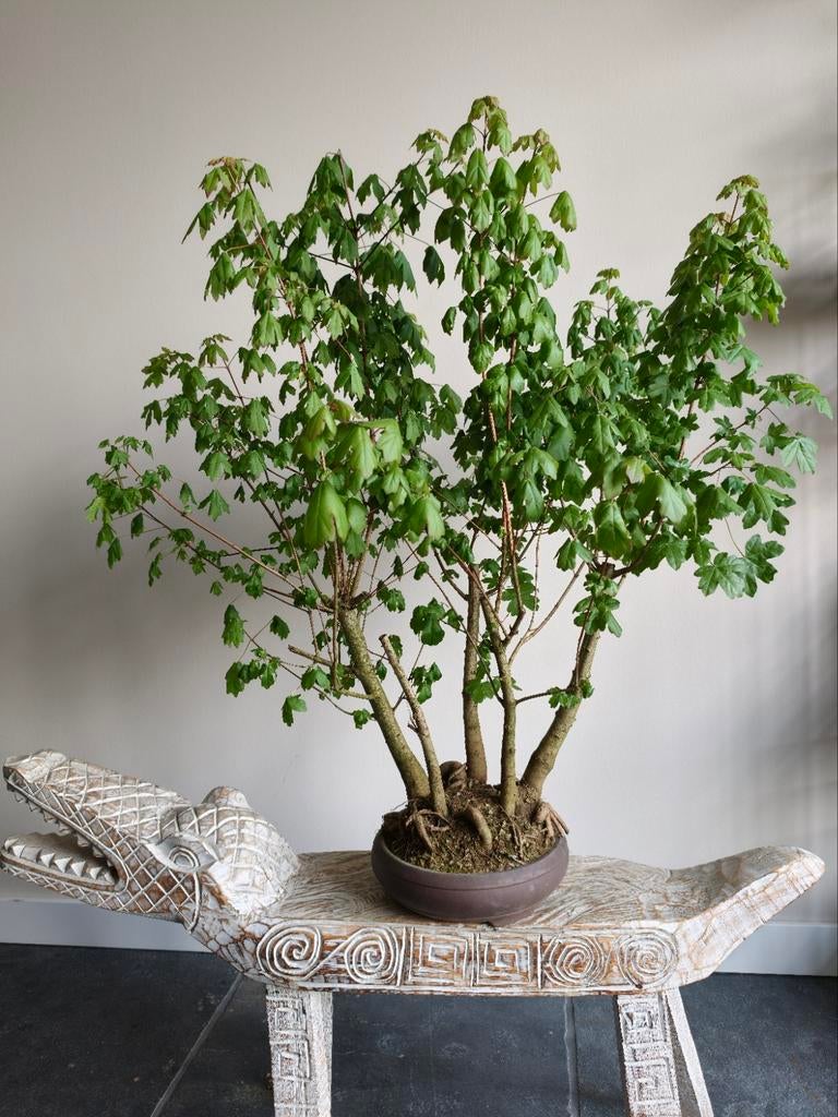 Acer Compestre bonsai, Ophalen, Bloeit niet, Halfschaduw, Overige soorten