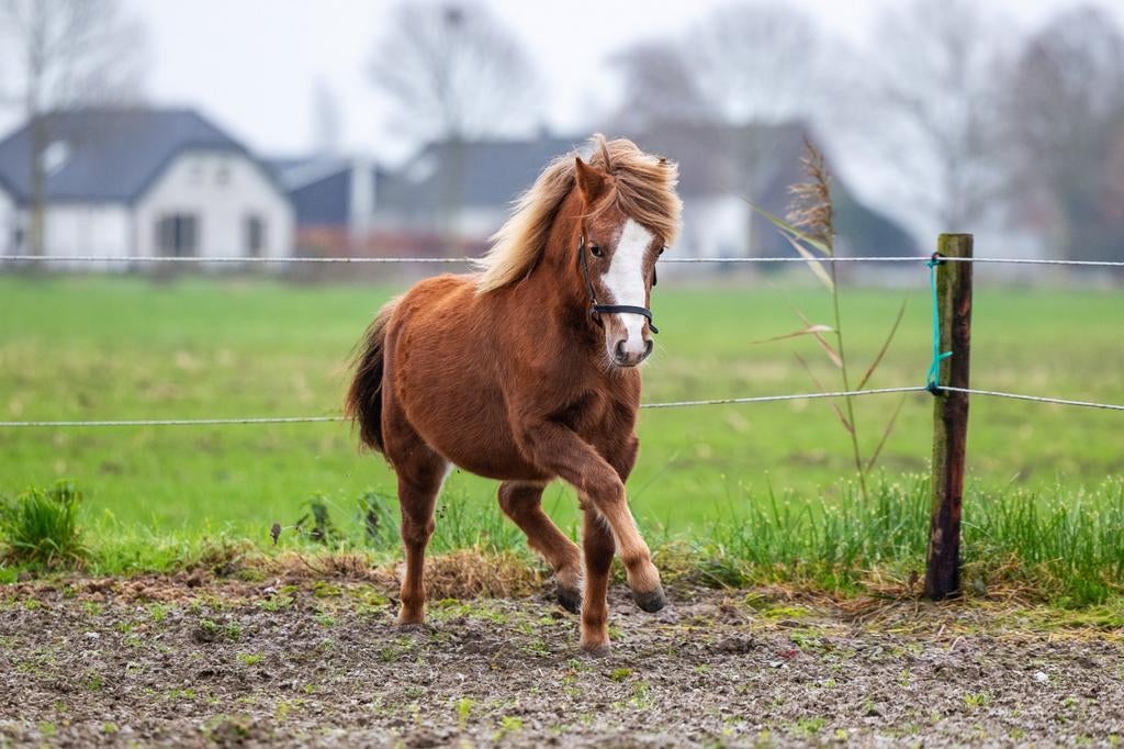 2 jarige Welsh A pony, Dieren en Toebehoren, Merrie, Met stamboom, Niet van toepassing, 0 tot 2 jaar