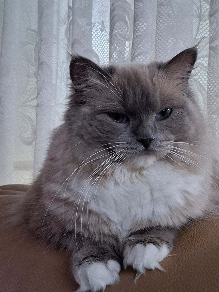 Onze mooie allerliefste blue mink Ragdoll zoekt nieuw huis, Meerdere dieren, Gechipt, 0 tot 2 jaar