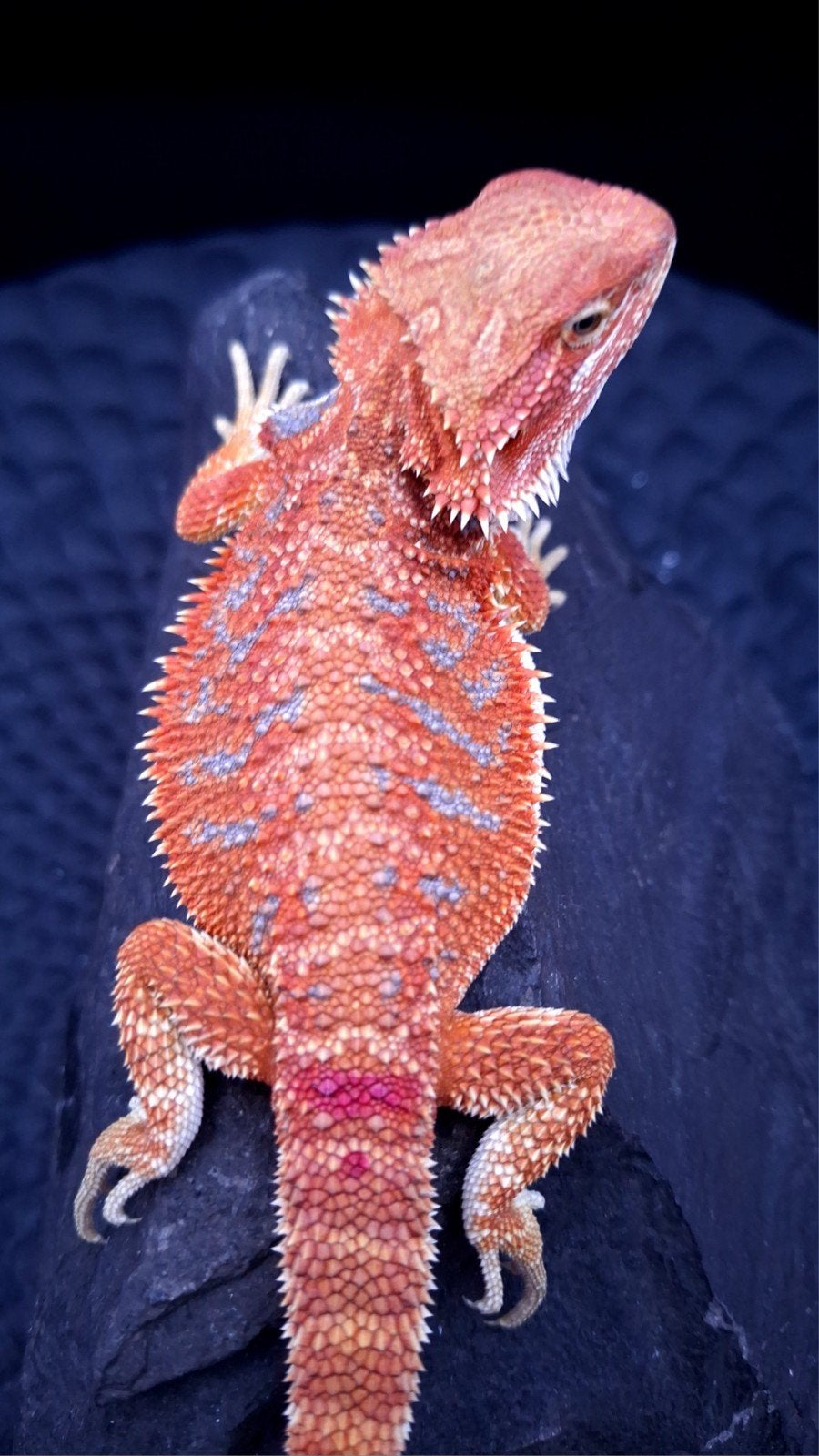 Red Hypo Blue Tiger Baardagaam vrouwtje 9 weken Bearded Dragon photo 3