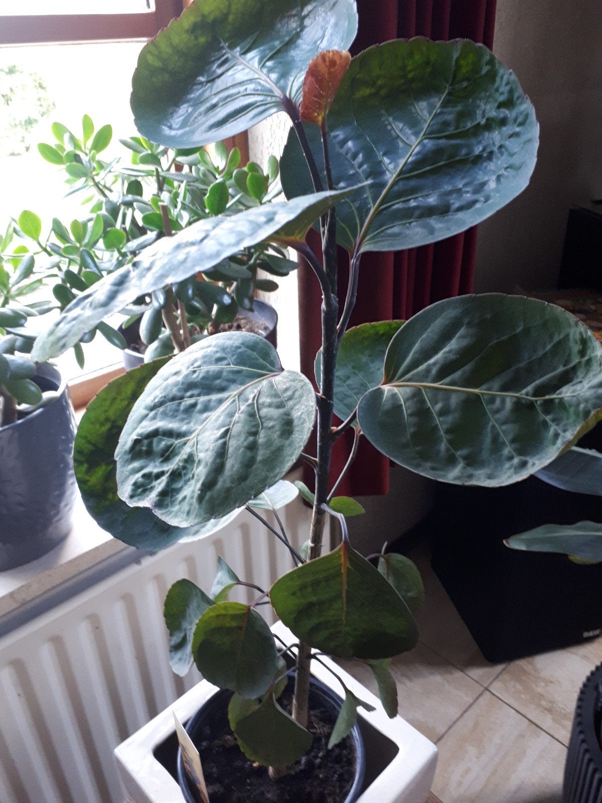 Polyscias kamerplant., Huis en Inrichting, Kamerplanten, Ophalen of Verzenden