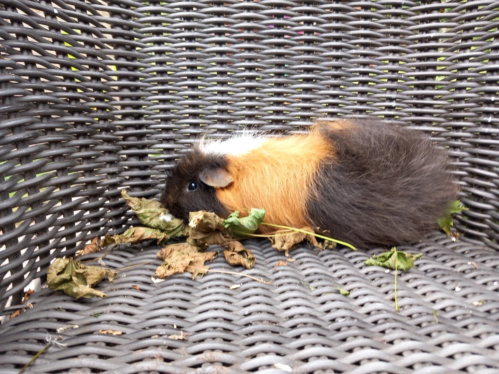 ch teddy beer 3kleur, Dieren en Toebehoren, Januari, Mannelijk, Cavia