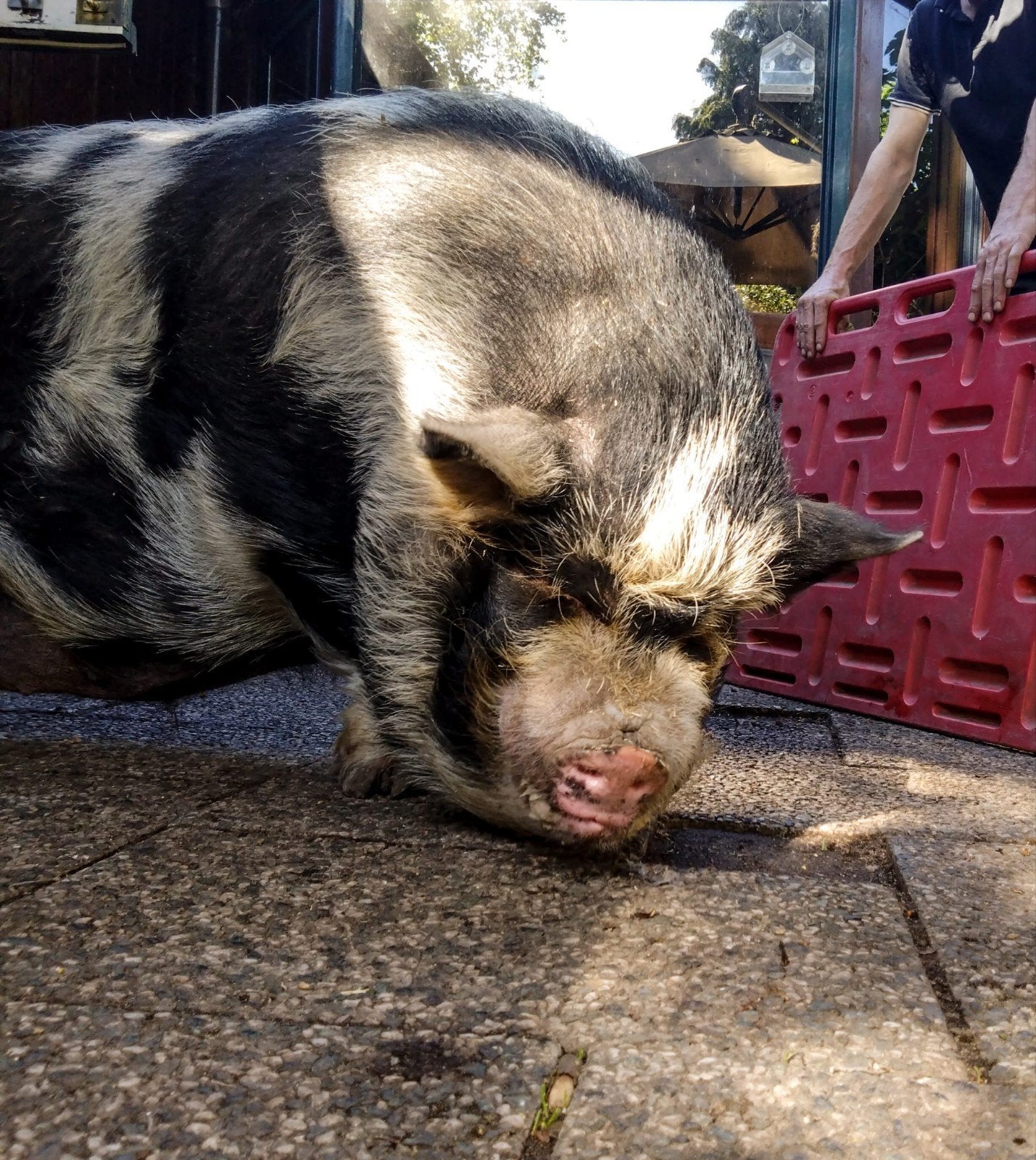 Nieuw huisje gezocht  voor skittles met spoed, Mannelijk, Varken, 3 tot 5 jaar