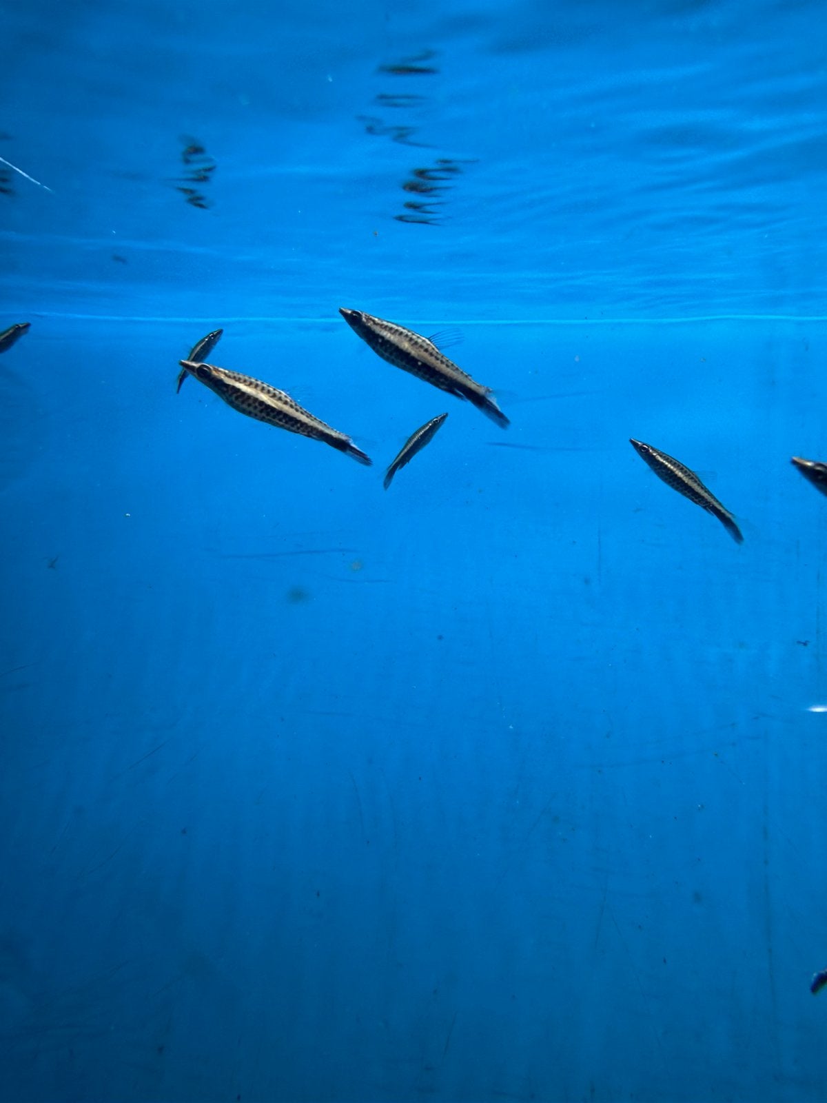 Nannostomus Eques